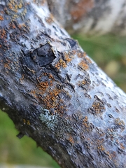 Athallia pyracea