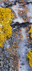 Athallia pyracea
