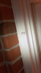 Pholcus phalangioides