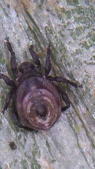 Neoliodes