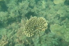 Acropora millepora