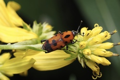 Rhodobaenus quinquepunctatus