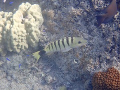 Lutjanus semicinctus