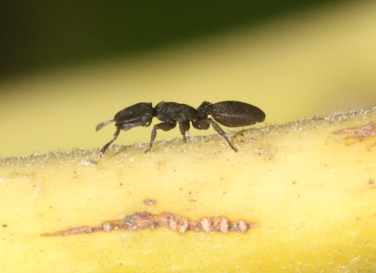 Cephalotes varians