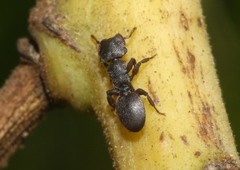 Cephalotes varians