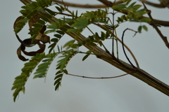 Albizia inundata