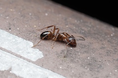 Camponotus subbarbatus