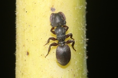 Cephalotes varians