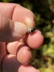 Orsilochides guttata