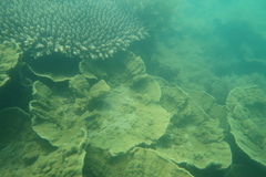 Montipora
