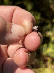 Orsilochides guttata