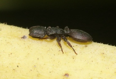 Cephalotes varians