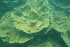 Montipora