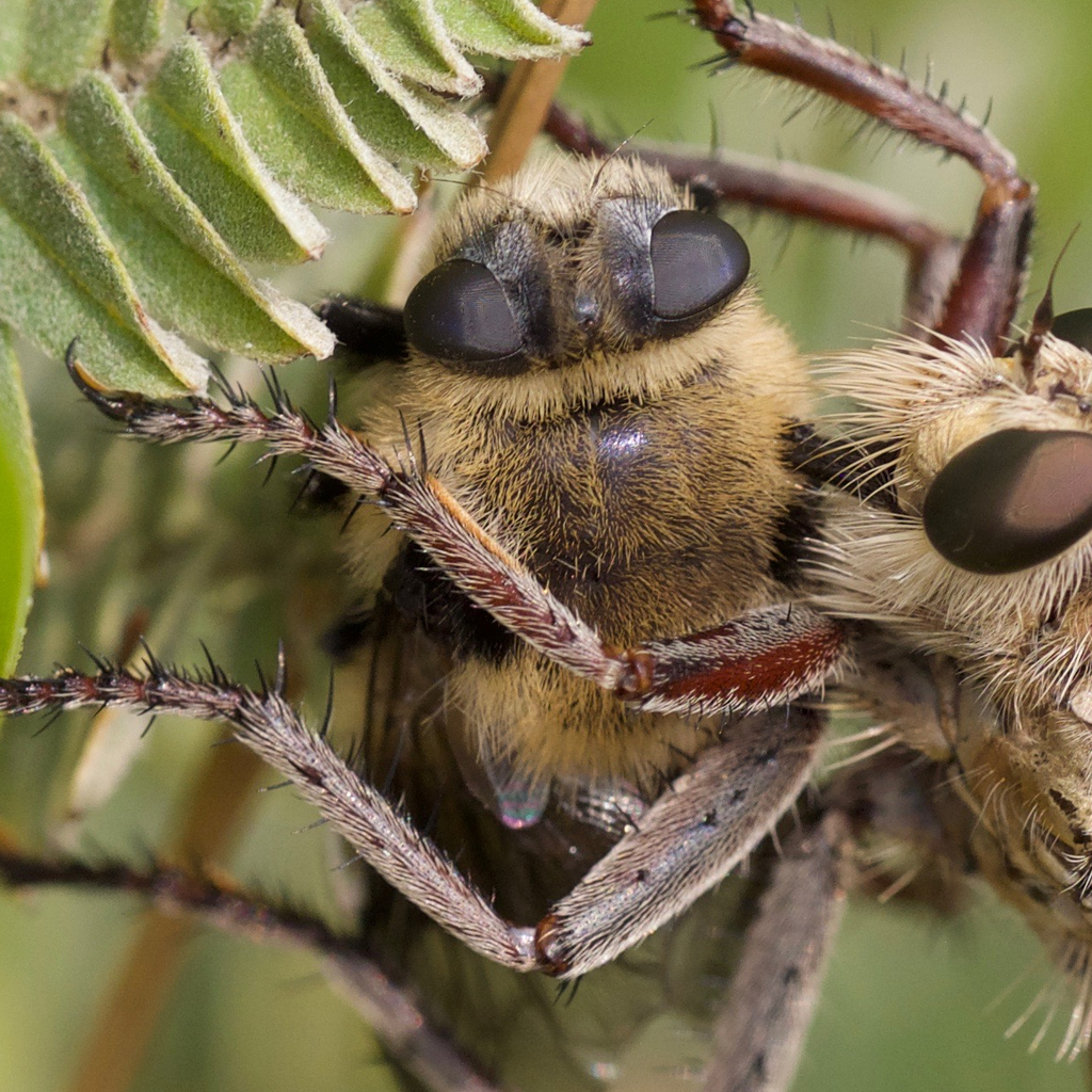 Deer Nose Bot Fly - Cephenemyia 