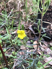 Hibbertia riparia