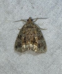 Protodeltote muscosula