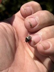 Orsilochides guttata