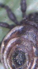 Neoliodes