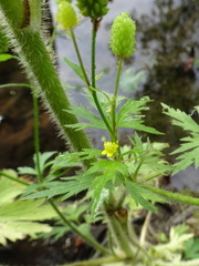 Ranunculus pensylvanicus