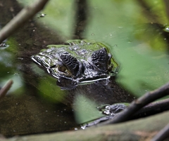 Caiman crocodilus