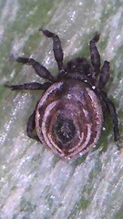 Neoliodes