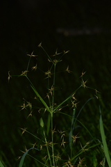 Rhynchospora corniculata