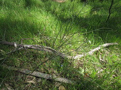 Allocasuarina verticillata