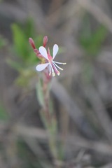 Oenothera hexandra
