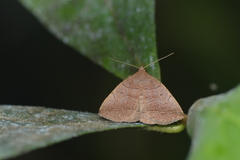 Zanclognatha obscuripennis