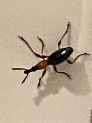 Cylas formicarius