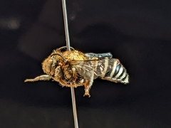 Anthophora californica