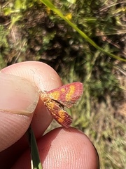Pyrausta laticlavia