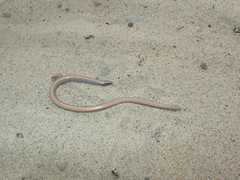 Anniella geronimensis