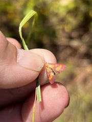 Pyrausta laticlavia