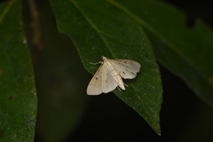 Herpetogramma bipunctalis