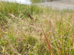 Sporobolus cryptandrus
