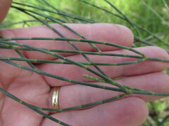 Allocasuarina verticillata
