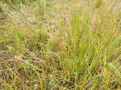 Sporobolus cryptandrus