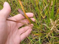 Sporobolus cryptandrus