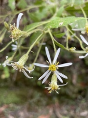 Olearia nernstii