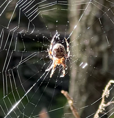 Larinioides patagiatus