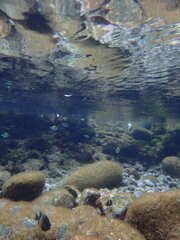Abudefduf vaigiensis