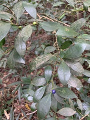 Psychotria