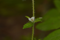 Gratiola pilosa