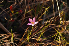 Sabatia grandiflora