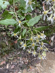 Olearia nernstii