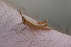 Aptenopedes