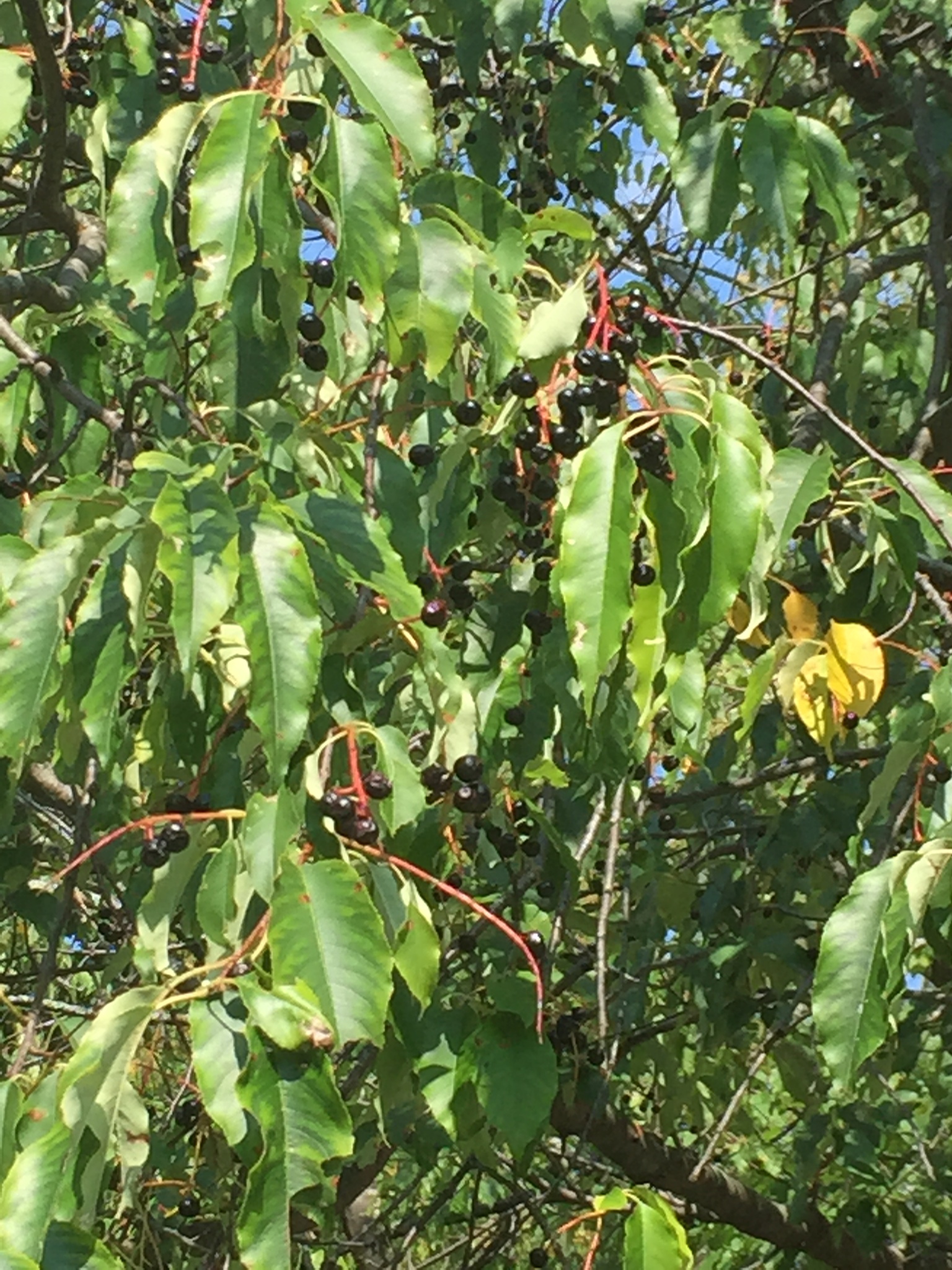Prunus serotina var. serotina