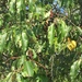 Eastern Black Cherry - Photo (c) lscknwrbiota, some rights reserved (CC BY-NC), uploaded by lscknwrbiota