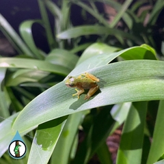 Exerodonta smaragdina